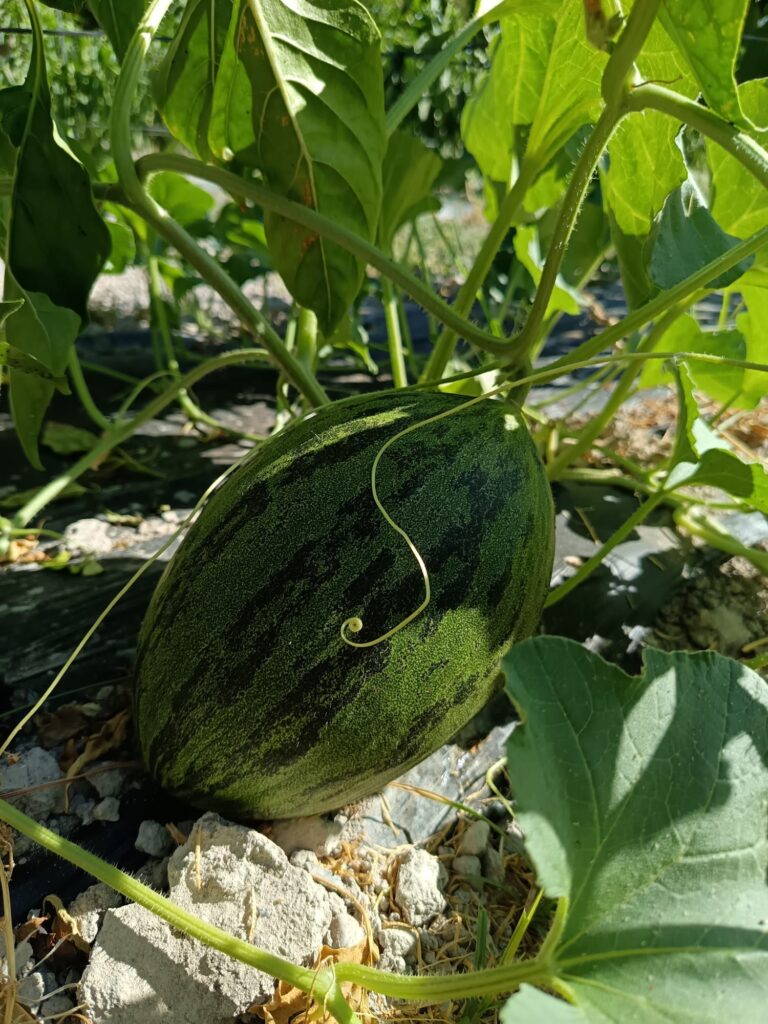 Melón Melón recolecta