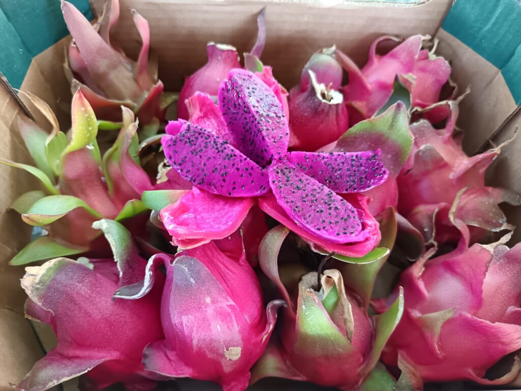 Pitaya Pitaya fresca